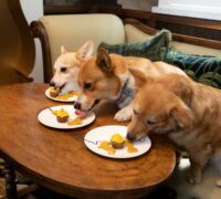 3 Corgis sitting on a bench eating pupcakes off a table.